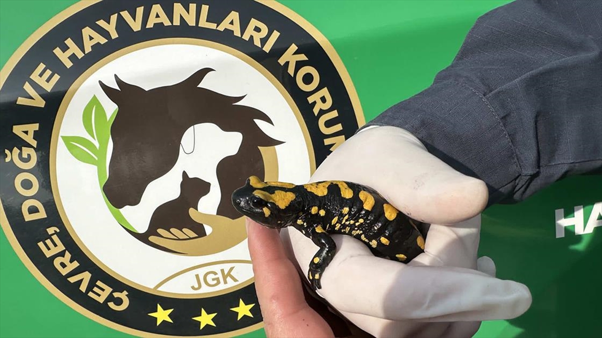 Kahramanmaraş'ta Nesli Tehdit Altında Olan "sarı Benekli Semender" Görüldü