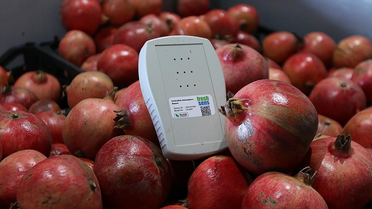 Yapay Zeka İle "uyutulan" Meyve, Sebze Ve Çiçeklerin Raf Ömrü Uzuyor