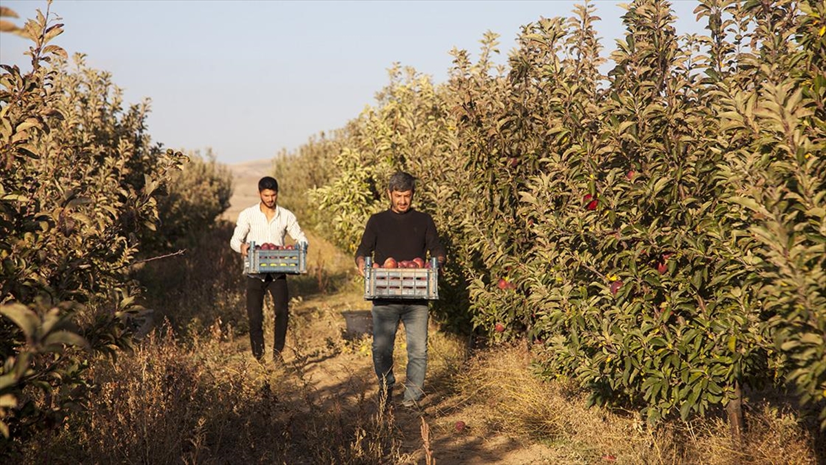 Devletten Aldığı Fidan Desteğiyle Kurduğu Elma Bahçesinden 180 Ton Verim Aldı