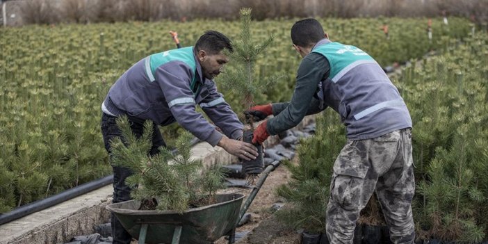 Doğu Anadolu'daki 6 İlde 77 Bin 200 Fidan Toprakla Buluşturulacak