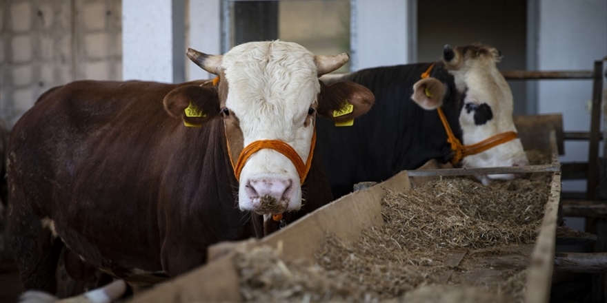 Bakanlıktan Hastalıklara Karşı Kurbanlık Tedbirleri