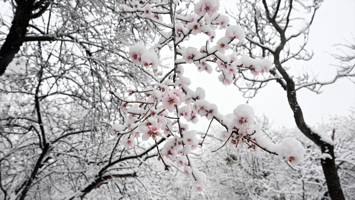 La Nina Kışı Gelmiyor mu?