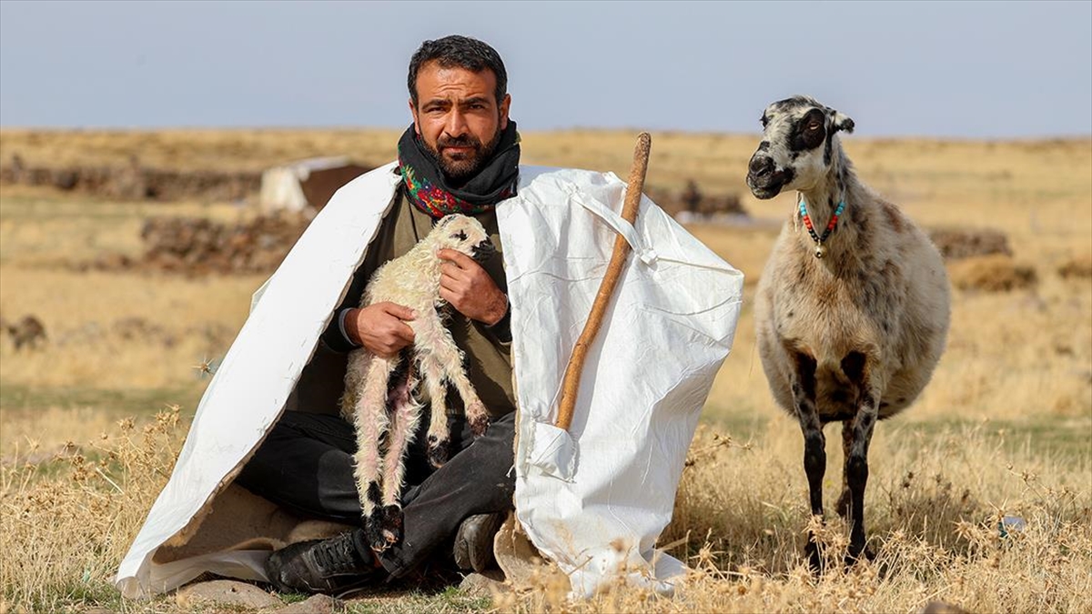 Besiciler Dönüş Yolculuğunu Erteleyince Kuzular Yaylada Doğdu