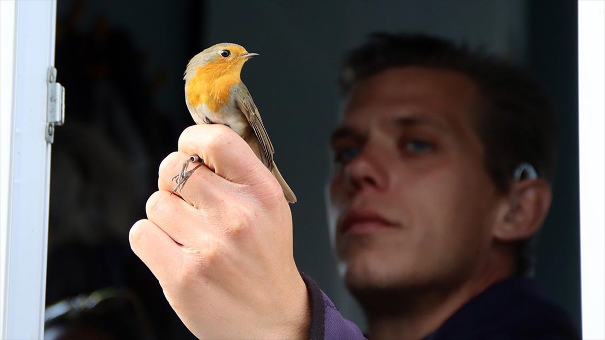 İsveçli Kuş Bilimci, Iğdır'da Halkalama Ve Araştırma Yapıyor