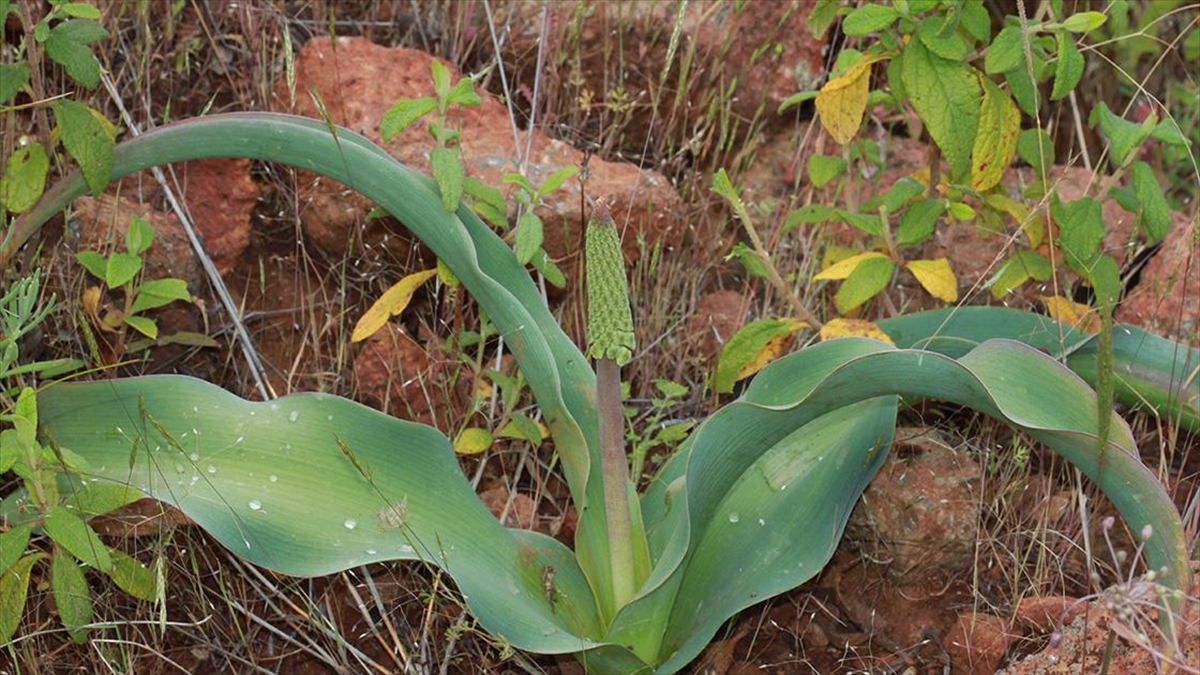 Muğla'daki Yeni Endemik Bitki Türüne "balan Sümbülü" İsmi Verildi