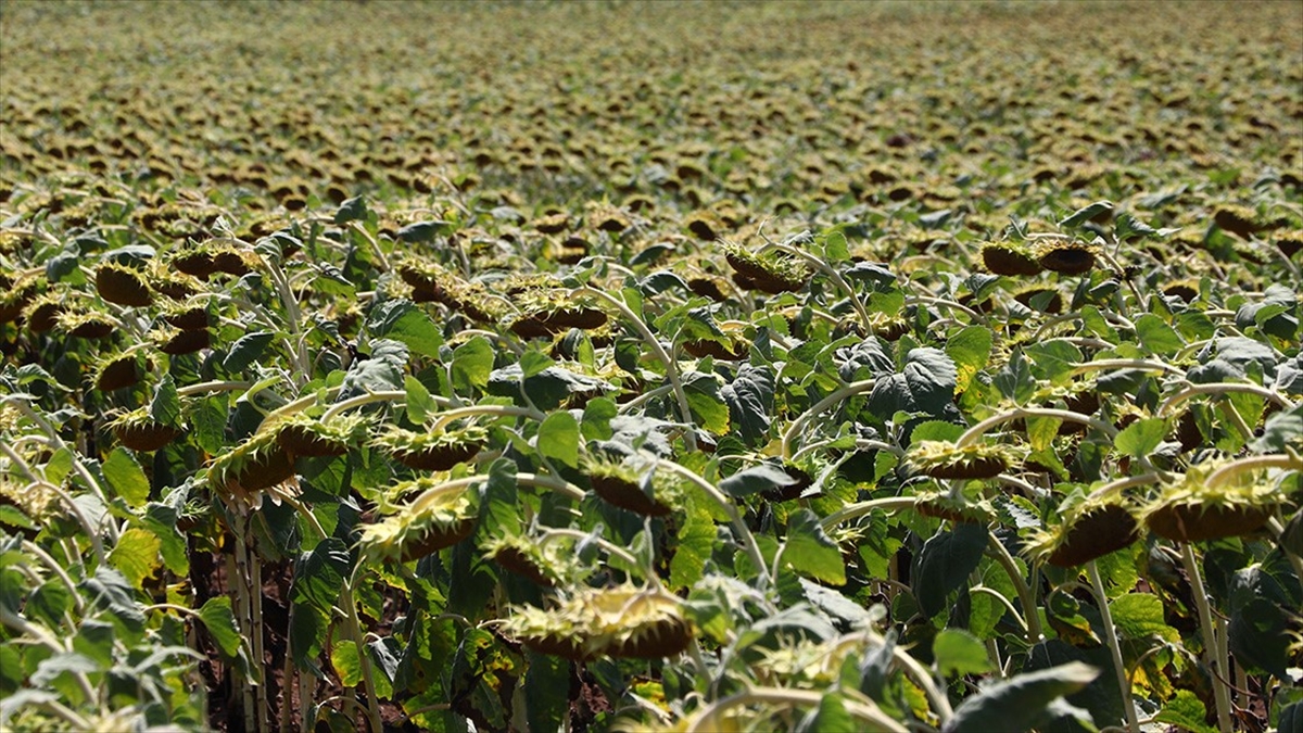 Trakya Birlik Ayçiçeği Alımlarını Tamamladı