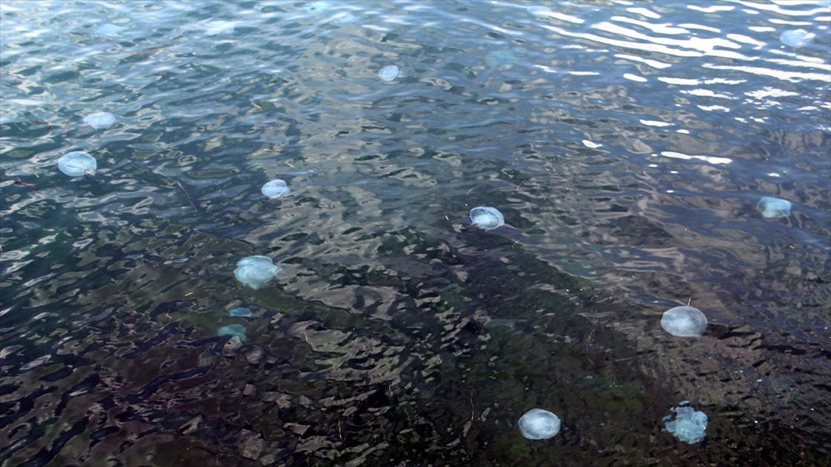 Karadeniz'de Denizanası Yoğunluğu