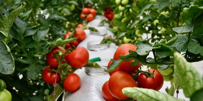 Organik Ve İyi Tarım Uygulamalarına Sağlanan Destek 2,1 Milyar Lirayı Buldu