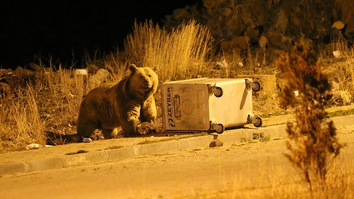 Sarıkamış'ta Bozayılar Mahalledeki Çöplerle Besleniyor