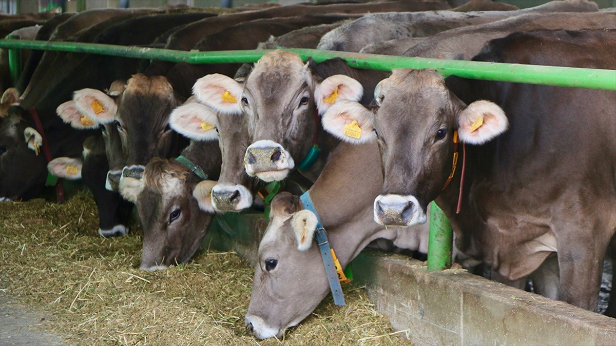 Sığır Cinsi Ve Küçükbaş Hayvanların Tanımlanmasına İlişkin Esaslar Düzenlendi