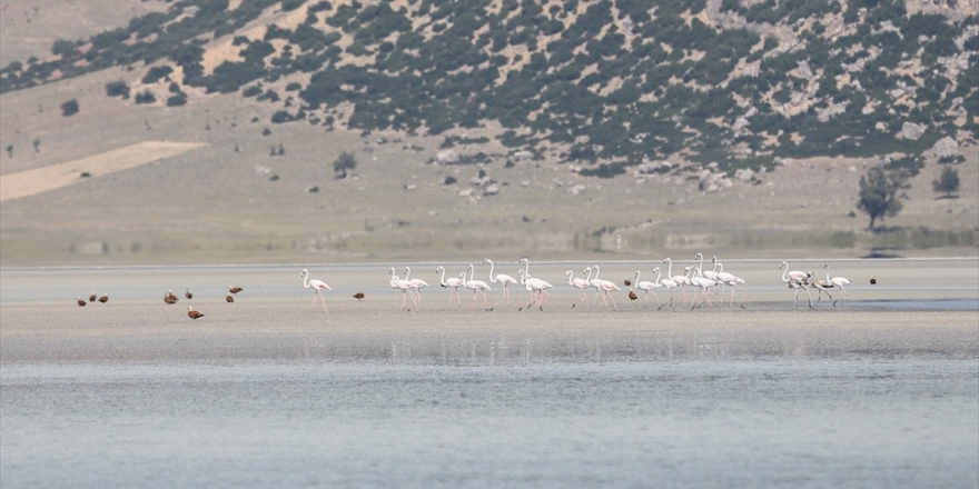 Flamingoların Değişmeyen Durağı: 'Yarışlı Gölü'