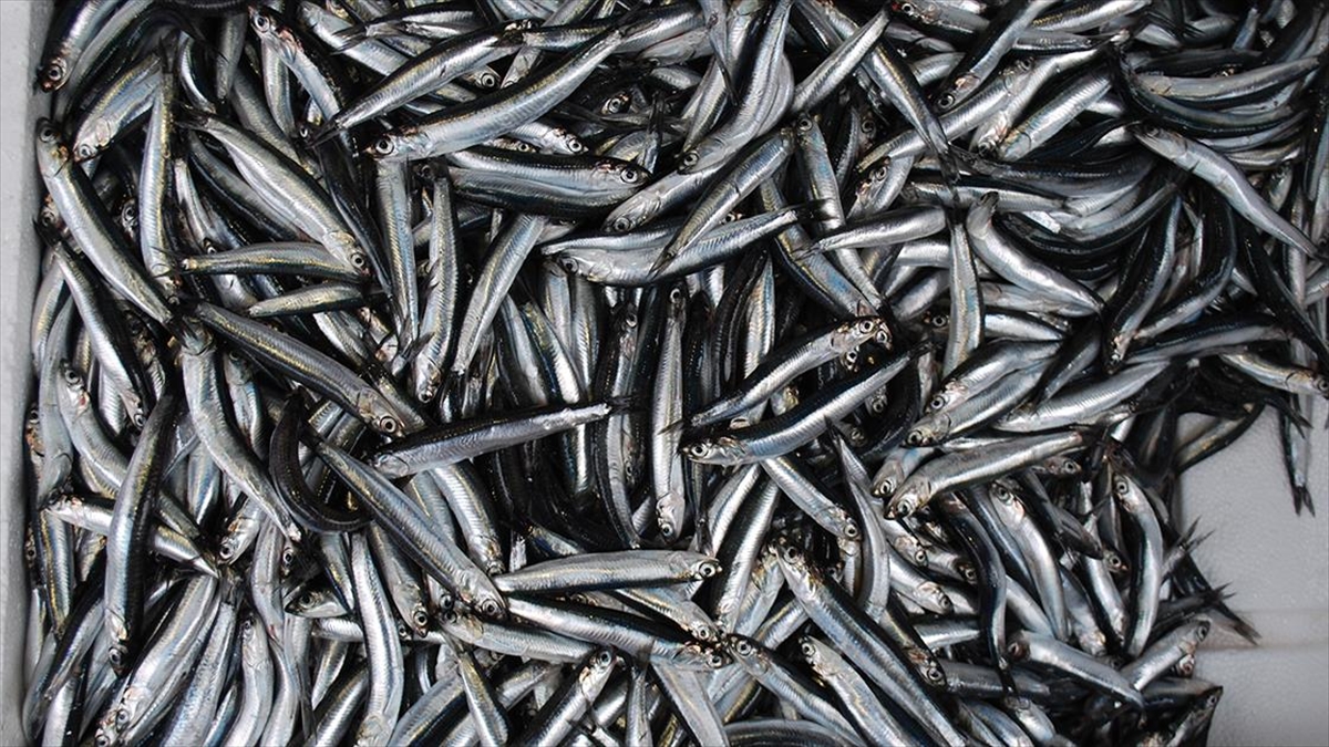 Türkiye'nin 10 Aylık Hamsi İhracatı Yüzde 22 Arttı