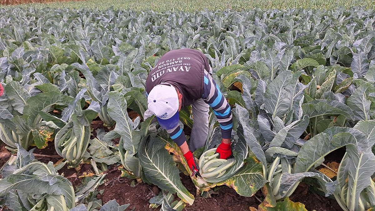 Bafra Ovası'nda Kışlık Sebze Hasadı Devam Ediyor