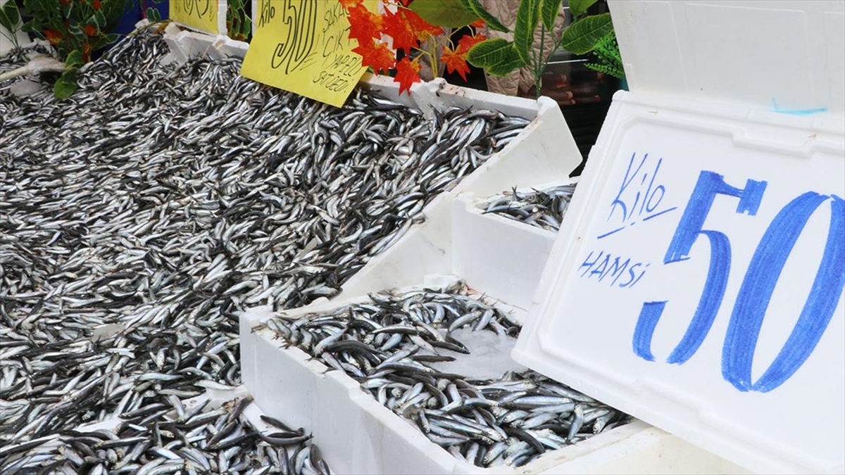 Karadeniz'den Bolca Avlanan Hamsi Balıkçı Tezgahlarındaki Fiyat Etiketlerine İndirim Olarak Yansıdı