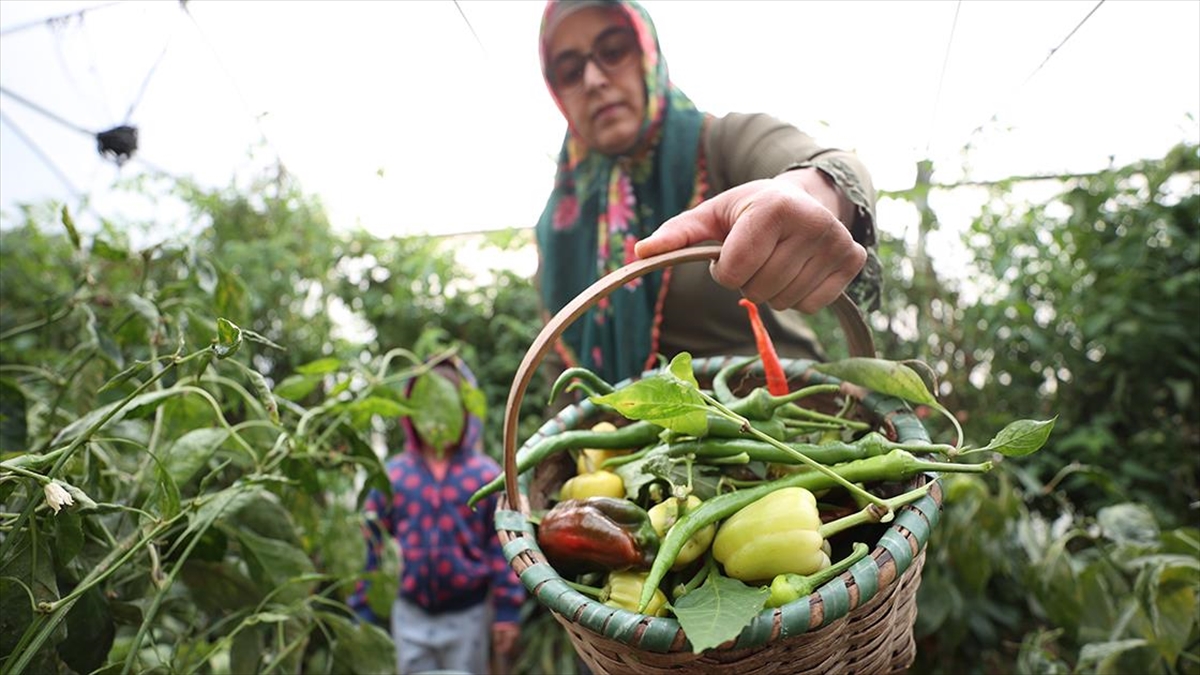 Devlet Desteğiyle Kurduğu Seralarda Babaannesinden Aldığı Ata Tohumlarıyla Sebze Yetiştiriyor