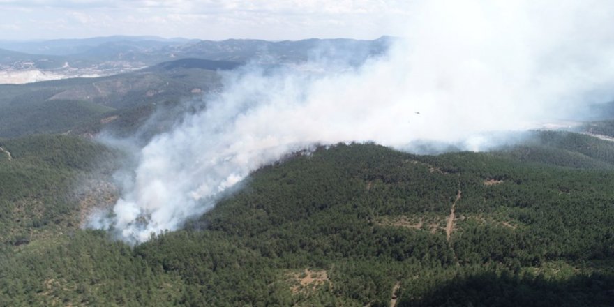 Bursa'da orman yangını