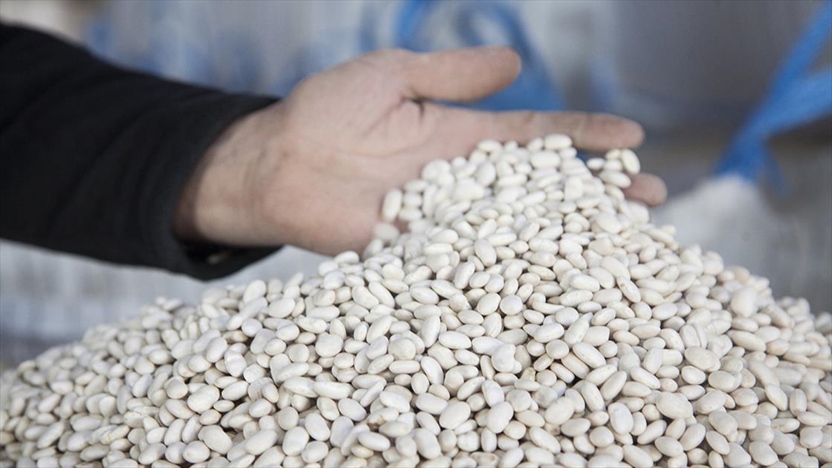 Bitlis'te 20 Bin Ton Kuru Fasulye Hasadı Yapıldı