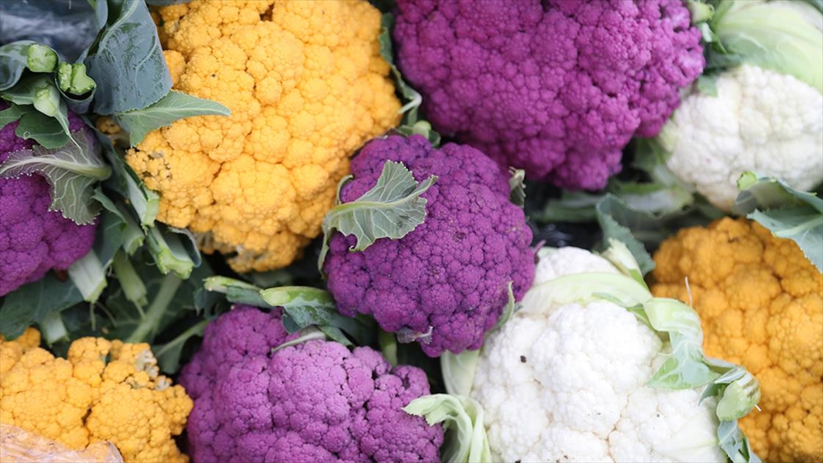 Bafra Ovası'nda Yetiştirilen Renkli Karnabaharlar Rusya'ya İhraç Ediliyor