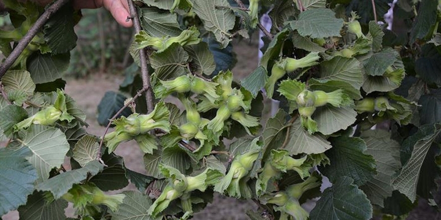 Fındık Üreticisi Bahçeye Mutlu Girdi