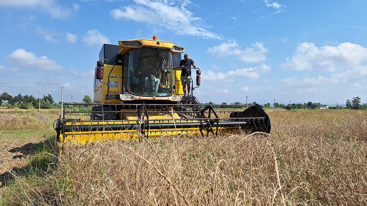 Bafra Ovası'nda Çeltik Hasadı Tamamlandı