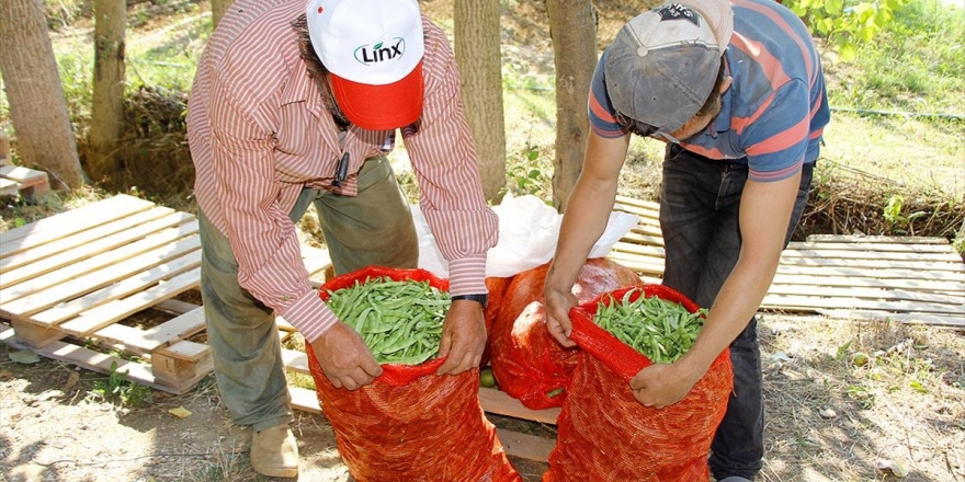 'Pazaryeri Boncuğu' Çiftçinin Yüzünü Güldürüyor