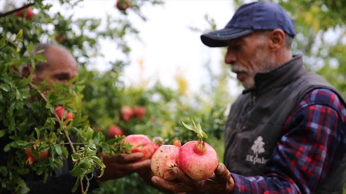 Diyarbakır'da Asırlık Ağaçlarda Yetişen Karaz Narı Çalışmalarla Tanıtılacak