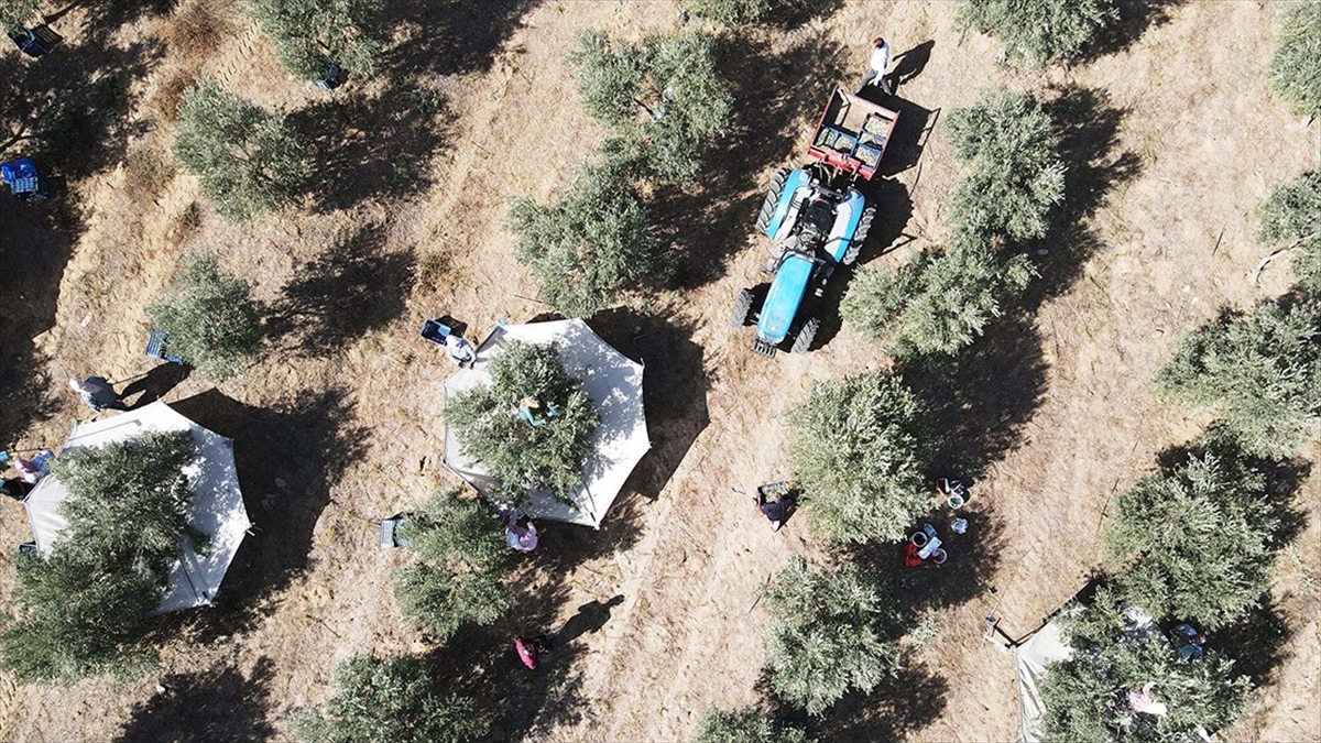 Bitkisel Üretim Desteklemelerinin Uygulama Esasları Düzenlendi