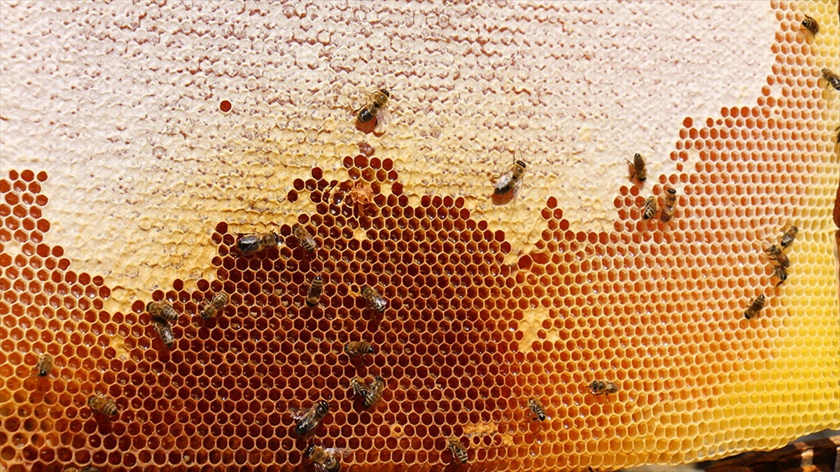 Doğu Karadeniz'in Bal İhracatı Arttı