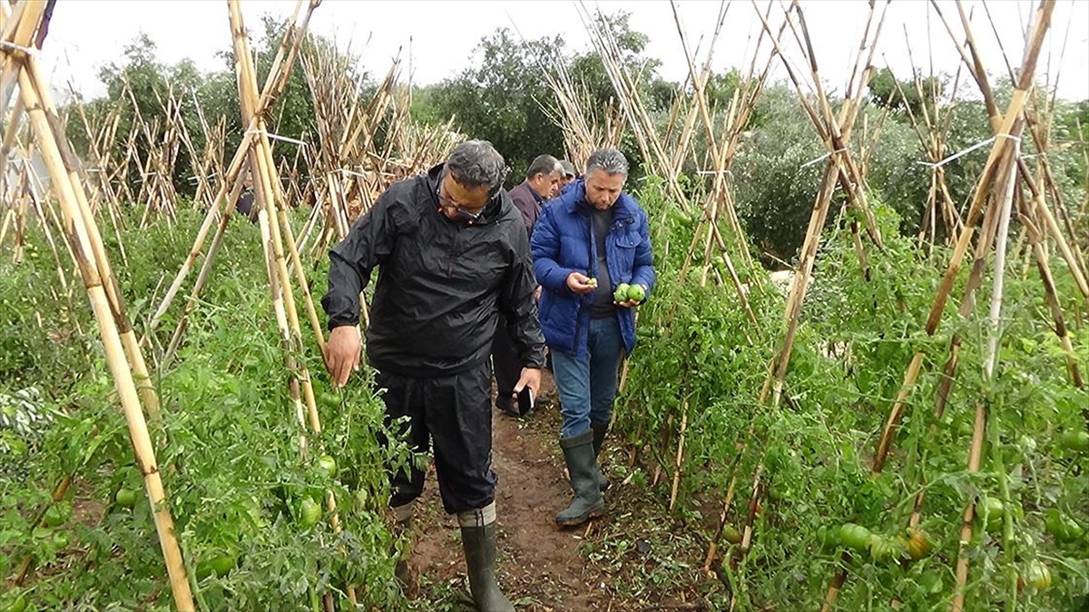 Mersin'de Etkili Olan Dolu, Tarım Ürünlerine Zarar Verdi