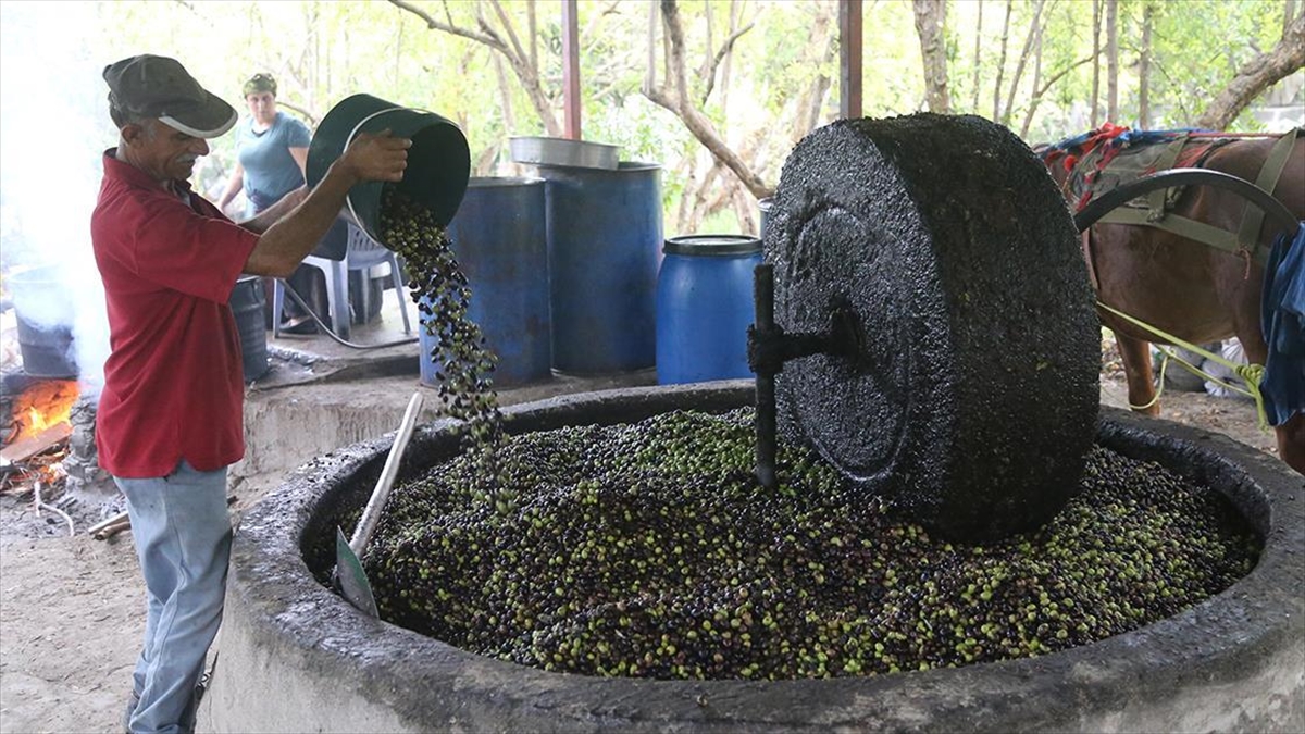 Hatay'da Atın Çektiği Taş Değirmen, Zeytinyağında Lezzeti Ve Kaliteyi Artırıyor