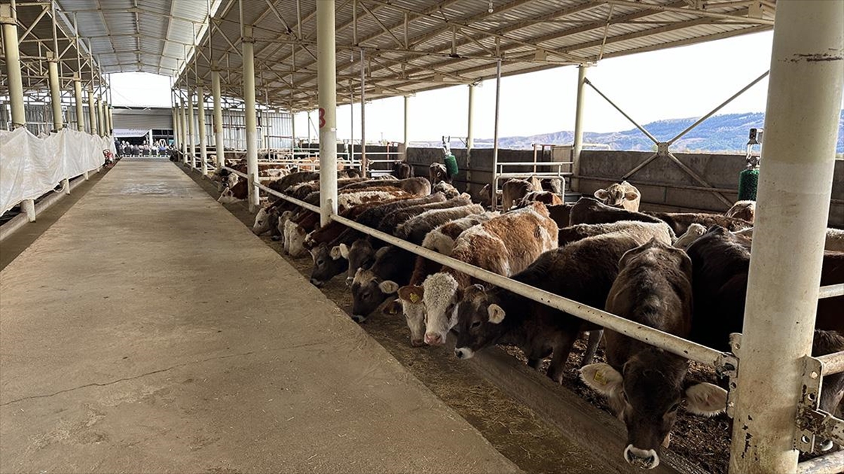 Adıyaman'da Depremde Zarar Gören Yetiştiricilere Büyükbaş Hayvan Desteği