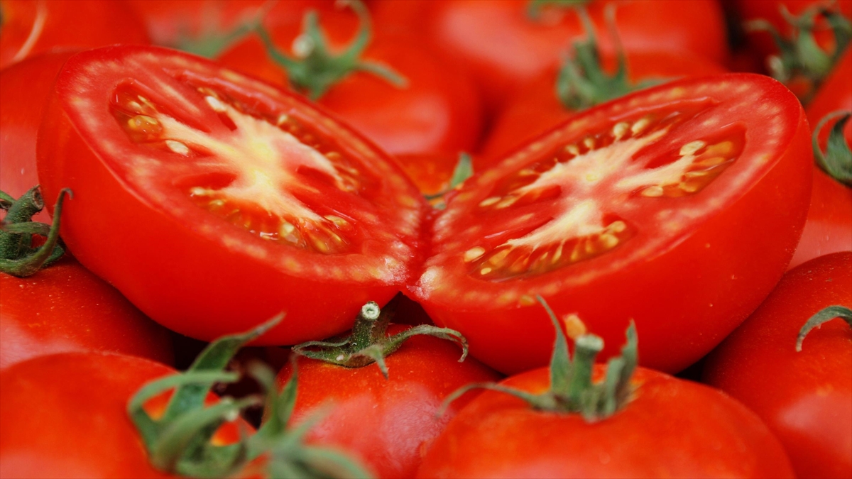 Ayaş Domatesine Ab Tescili