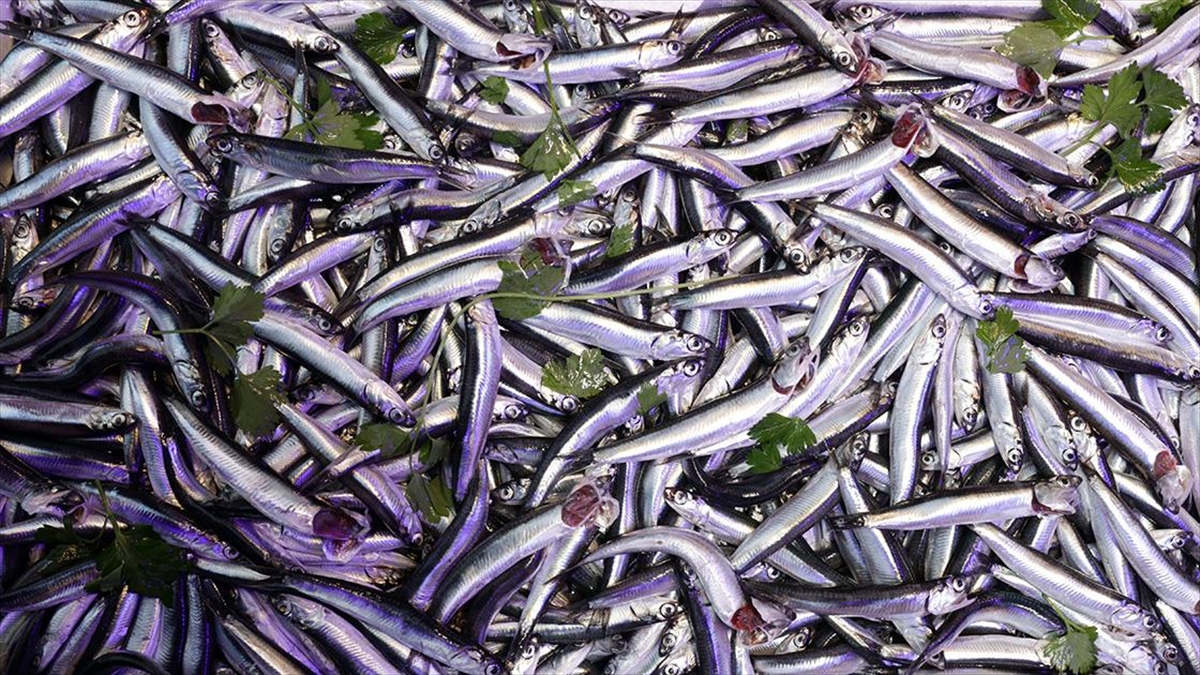 Doğu Karadeniz'de Balıkçılar Hamsi Bolluğu İçin Soğuk Havayı Bekliyor