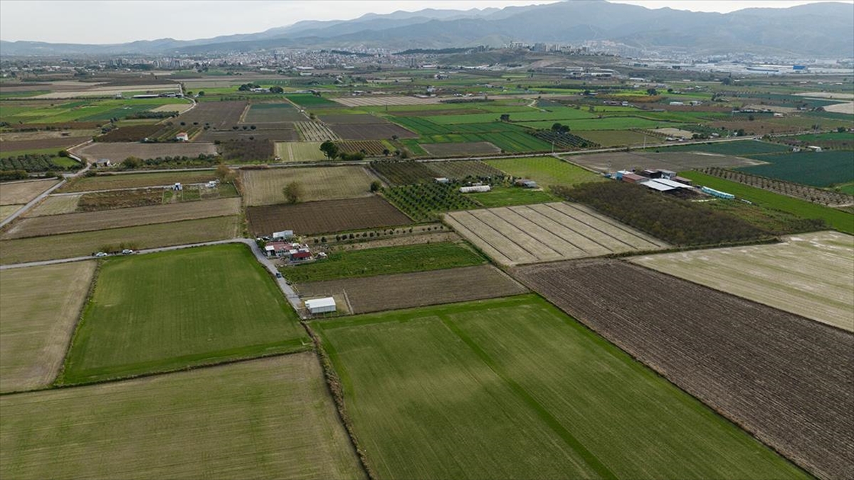 Kasım Yağmurları Ege'de Çiftçinin Yüzünü Güldürdü
