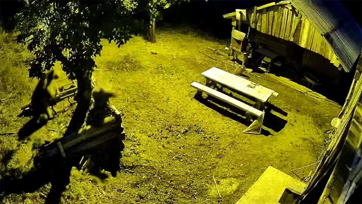 Kış Uykusuna Yatamayan Ayılar Arı Kovanlarına Dadandı