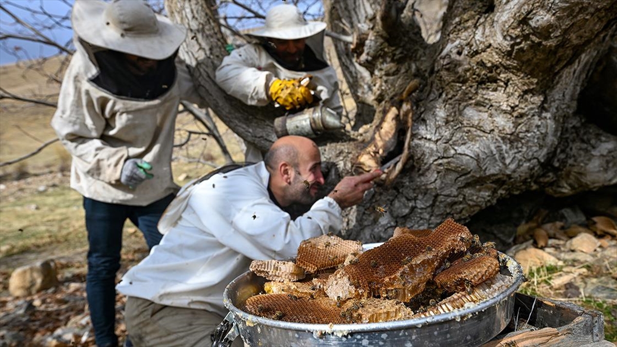 Kovandan Kaçan Arıların Yuva Yaptığı Ağaç Kovuğundan 5 Kilogram Bal Çıkarıldı