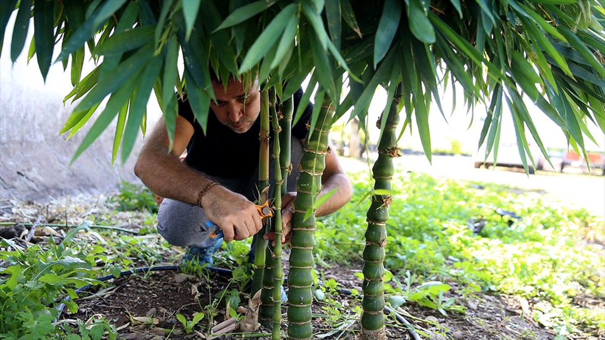 Hobi Olarak Balkonda Yetiştirmeye Başladığı Bambunun Fidanlığını Kurdu