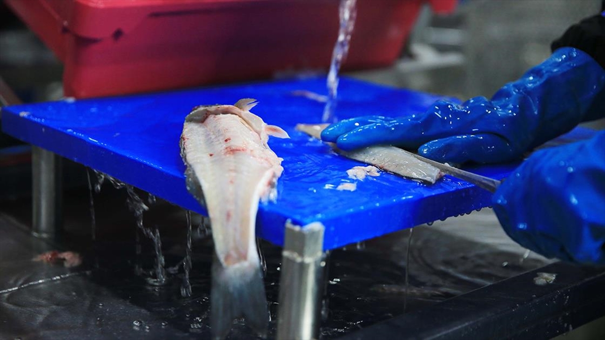 Muğla'dan 11 Ayda 700 Milyon Dolarlık Balık İhracatı Yapıldı