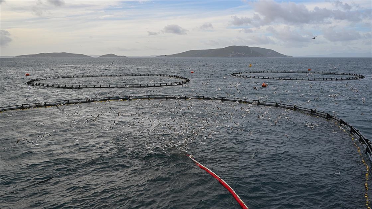Su Ürünlerinde İhracat Devlet Desteğiyle Büyüyor