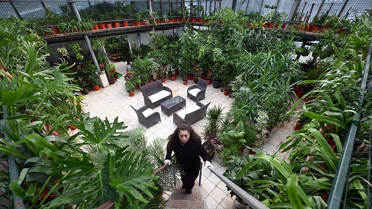 Meclis Seralarında Yılda 240 Bin Çiçek Üretiliyor