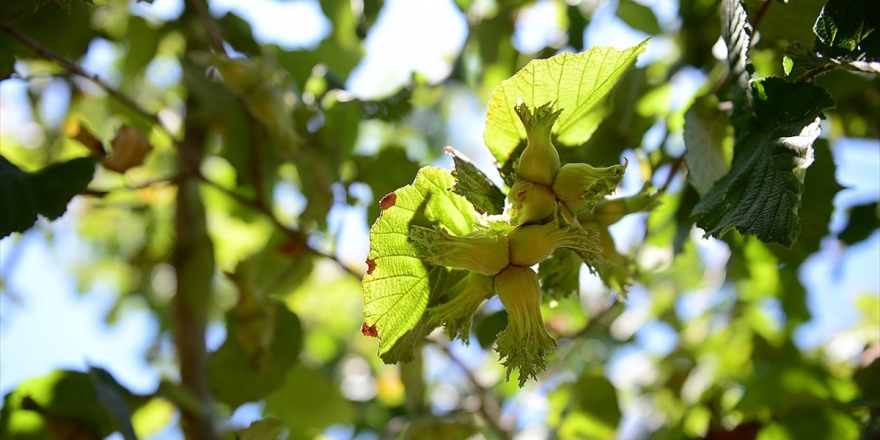 Fındık Fiyatının Erken Açıklanması Üreticiyi Memnun Etti