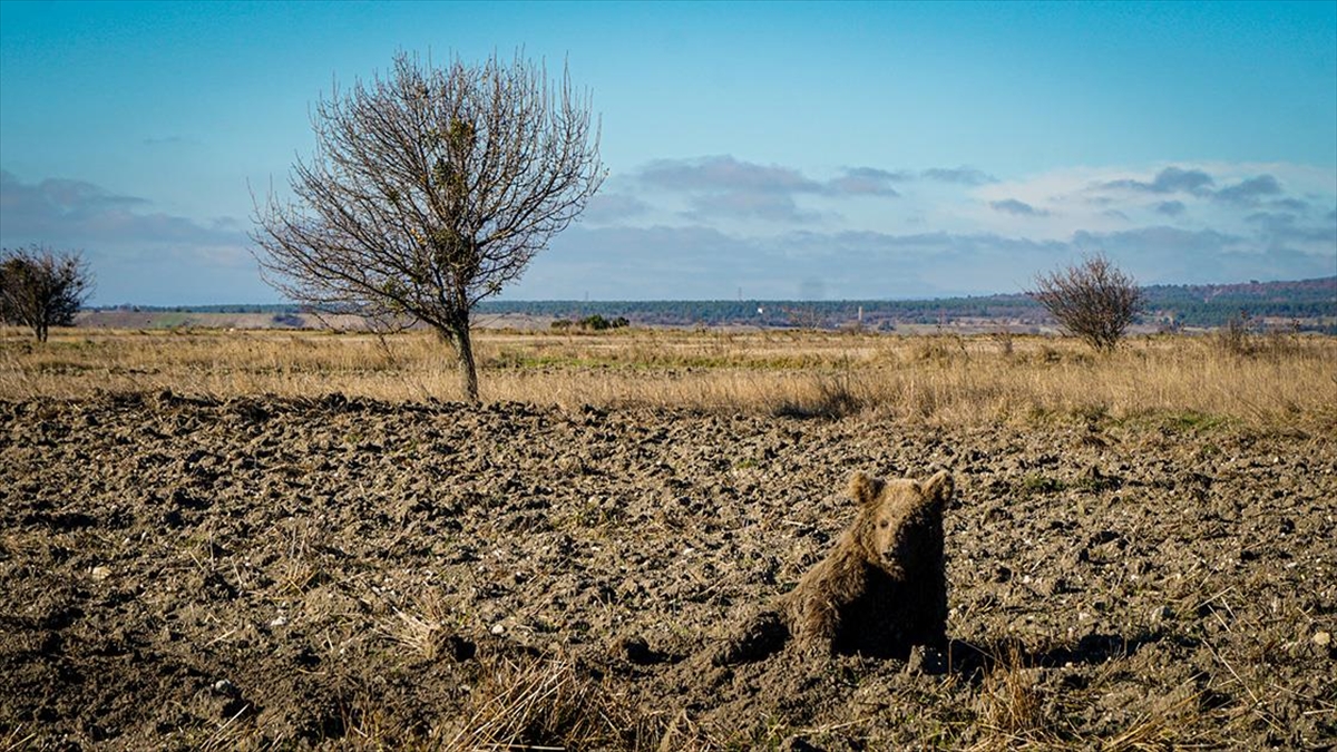 Kütahya'da Yaralı Bulunan Ayı Yavrusu Tedavi Altına Alındı