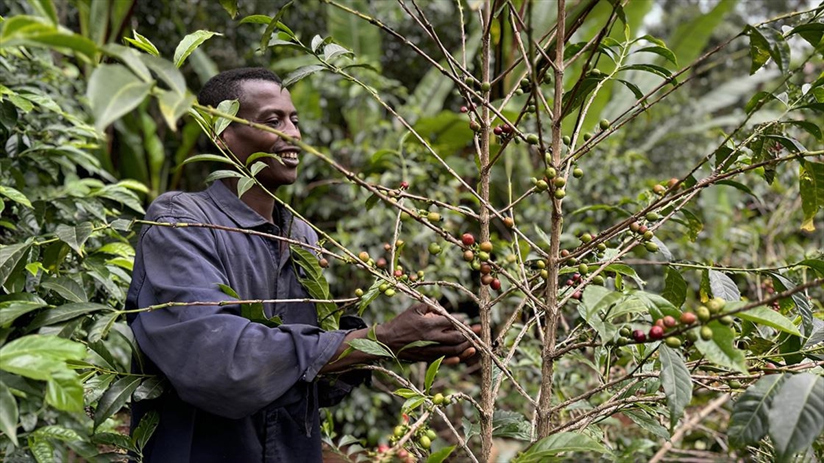 Kahvenin Tarladan Fincana Serüvenini Yerinde Takip Ediyorlar