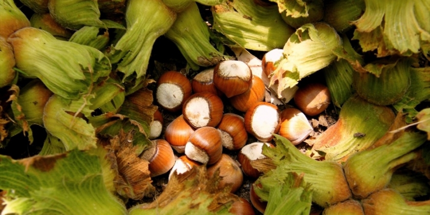 'Fındık Üreticileri Randevularını 19 Ağustos'tan İtibaren Alabilecek'