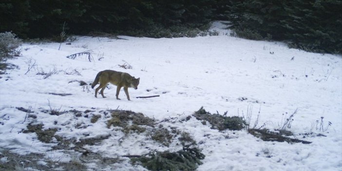 Kastamonu'da Yaban Hayatı Akademisyenlerce Mercek Altına Alındı
