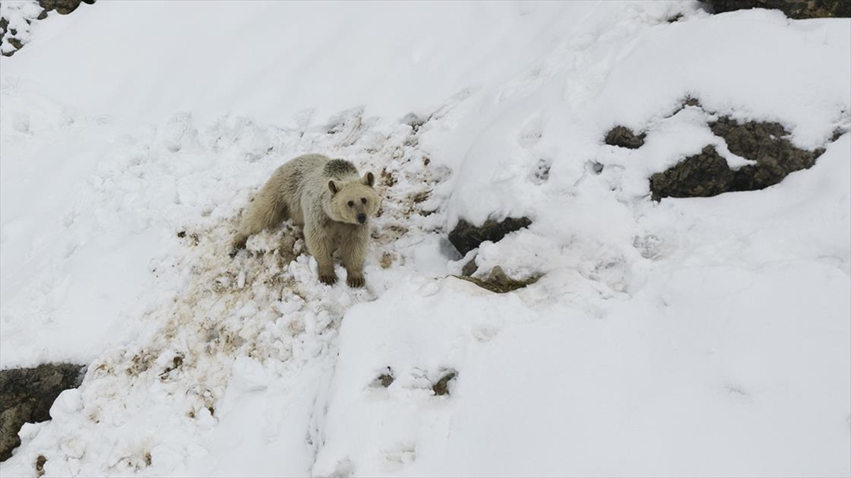 Karla Kaplı Munzur Dağları’nda Yiyecek Arayan Bozayı Görüntülendi