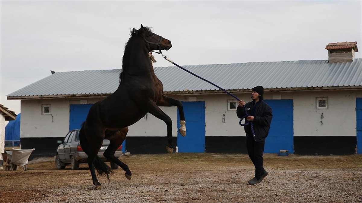 Gazi Koşusu'nu Kazanan Yarış Atı Divine Heart, Damızlık Olarak Kullanılıyor