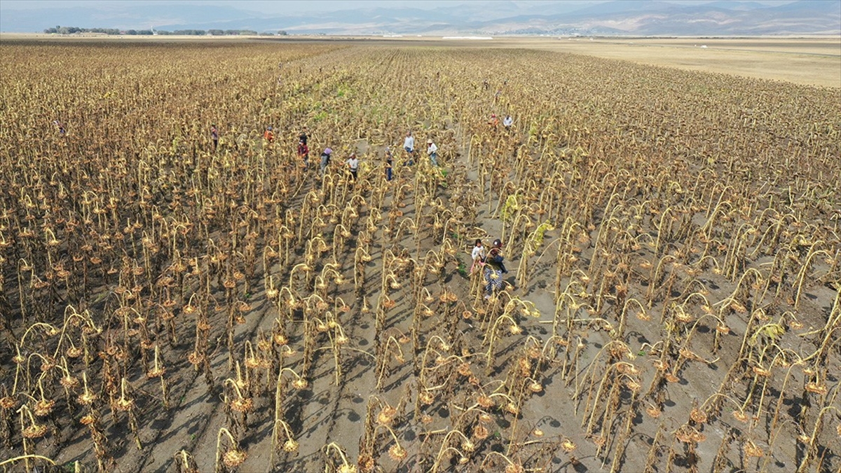 Trakya Birlik Bu Sezon 300 Bin Ton Ayçiçeği Alımı Gerçekleştirdi