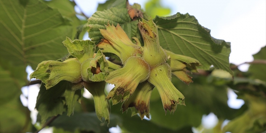 Fındık Üreticileri Huzur İçinde Hasat Yapıyor