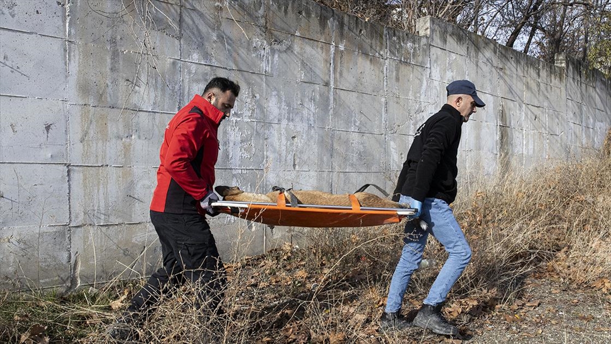 Ankara'da Lise Öğrencinin Yaralandığı Bölgedeki Sahipsiz Köpekler Belediye Ekiplerince Yakalandı